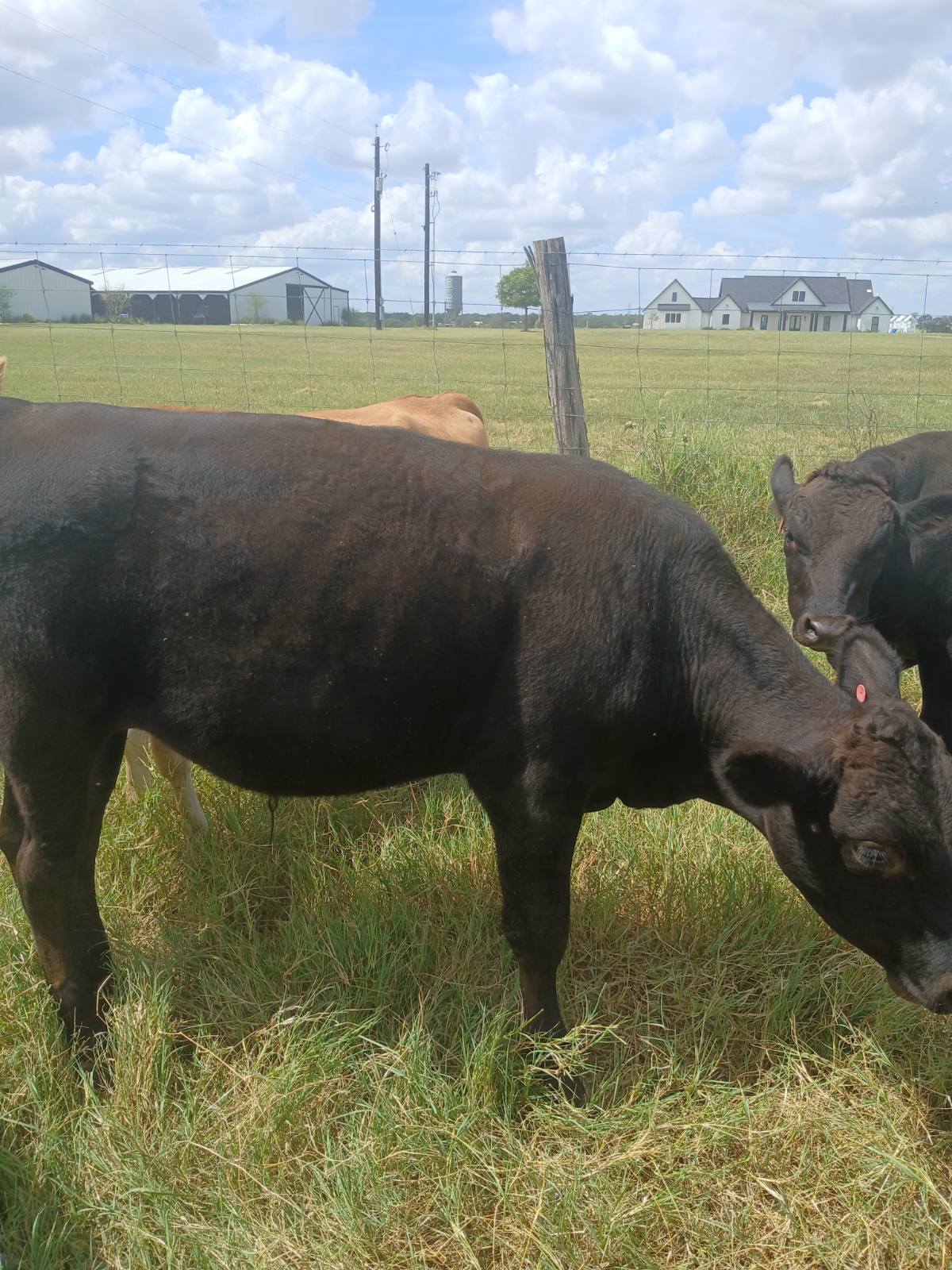 Registered 100% Full-Blood Japanese Wagyu Bull Calves